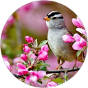 Ahmad Faizi Ahmad Faizi