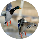 Travis Turgeon Travis Turgeon